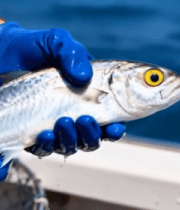 海面上戴手套手持海鱼素材10370#横屏 