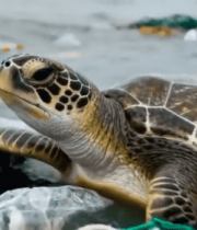 海龟在海洋垃圾中10928#横屏 