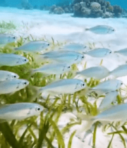 海底鱼群穿梭海草画面4079#横屏 