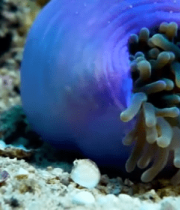 海底小丑鱼藏于海葵中4322#横屏 