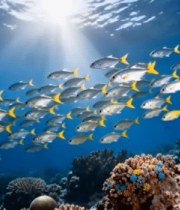 海底鱼群与珊瑚礁素材1760#横屏 