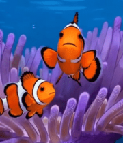 海底小丑鱼与海葵素材1073#横屏 