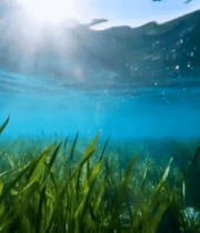 海底阳光照射海草景象2580#横屏 