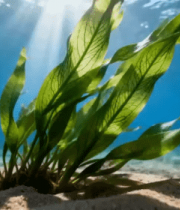 海底海带特写3314#横屏 