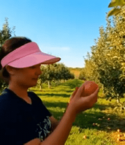 果园女子采摘苹果素材7378#横屏 