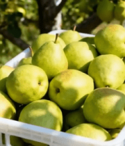 果园中装满梨子的白色塑料筐10623#横屏 