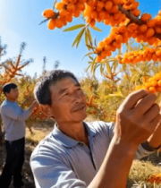 果农果园采摘沙棘果实6565#横屏 