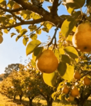 果园梨树果实特写3442#横屏 