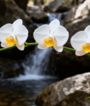 溪边白色蝴蝶兰花卉素材9800#横屏 