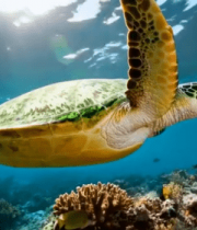 海底海龟游弋多彩珊瑚礁5803#横屏 