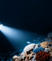 海底潜水器照射多彩珊瑚11183#横屏 