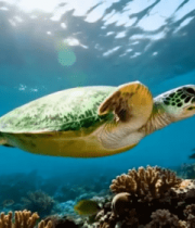 海底海龟游弋多彩珊瑚礁5803#横屏 