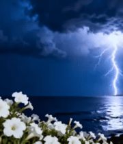 海边夜幕下的花卉与云层景观1921#横屏 