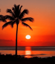 海边日落与棕榈树风景836#横屏 
