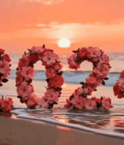 海边日落花卉数字素材745#横屏 