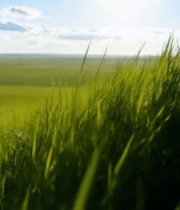 广袤草原绿色草地风景9708#横屏 