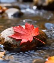 溪流中枫叶与石头自然景象4723#横屏 