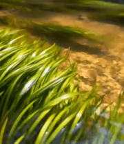 溪流边嫩绿水草特写12626#横屏 