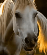 夕阳下张嘴的白色骏马特写8921#横屏 