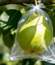 挂在枝头套袋的梨子14852#横屏 