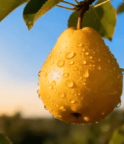 挂在枝头带水珠的黄梨8588#横屏 