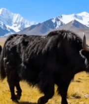 西藏草原牦牛群与雪山景观10486#横屏 