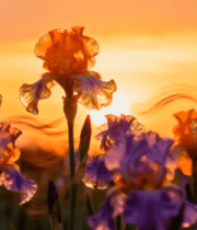 夕阳下绽放的多彩鸢尾花12669#横屏 