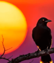 夕阳下枝头栖息的鸟14163#横屏 