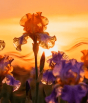夕阳下绽放的多彩鸢尾花12669#横屏 