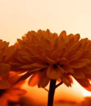 夕阳下绽放的橙色菊花10428#横屏 