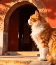 故宫猫咪坐于红墙门洞前7614#横屏 