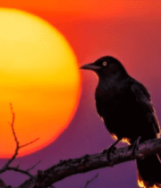夕阳下枝头栖息的鸟14163#横屏 