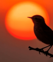 夕阳下枝头小鸟剪影8416#横屏 