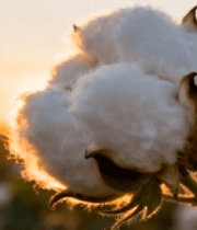 夕阳下绽放的棉花特写8291#横屏 