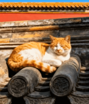 故宫屋顶上休憩的猫咪6241#横屏 