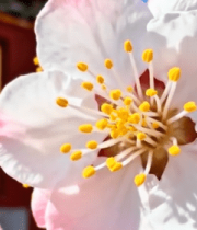 故宫前绽放的粉色花朵15099#横屏 