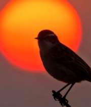 夕阳下枝头小鸟剪影(1)9628#横屏 