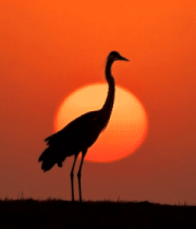 夕阳下站立的鹭鸟剪影7556#横屏 