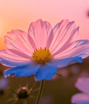 夕阳下绽放的粉色花朵9739#横屏 