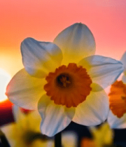 夕阳下绽放的黄色水仙花15084#横屏 