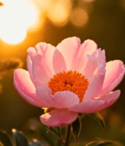 夕阳下绽放的粉色牡丹花12515#横屏 