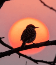 夕阳下枝头小鸟剪影(2)10460#横屏 