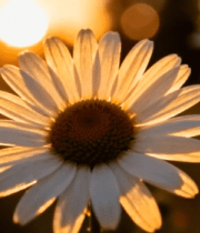 夕阳下绽放的白色雏菊8721#横屏 