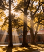 古建筑旁树林洒下阳光美景8187#横屏 