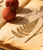 古籍上的荔枝与干花标本9686#横屏 