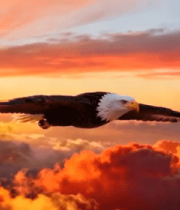 夕阳下雄鹰翱翔云海4827#横屏 