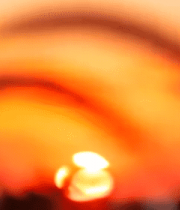 夕阳下摇曳的狗尾巴草10167#横屏 