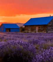 夕阳下薰衣草田野中的木屋4807#横屏 