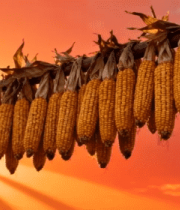 夕阳下悬挂晾晒的金黄玉米12882#横屏 