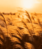 夕阳下摇曳的芦苇荡7901#横屏 